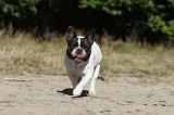 BOULEDOGUE FRANCAIS 180